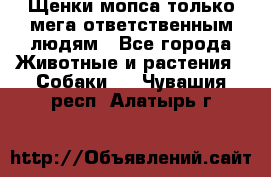 Щенки мопса только мега-ответственным людям - Все города Животные и растения » Собаки   . Чувашия респ.,Алатырь г.